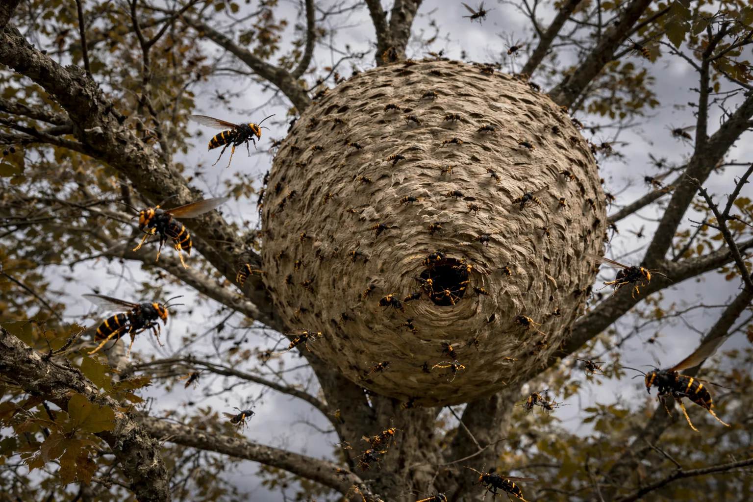 Nid de frelons asiatiques dans un arbre vu depuis le sol avec essaim actif